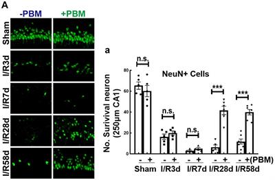 Photobiomodulation Promotes Hippocampal CA1 NSC Differentiation Toward Neurons and Facilitates Cognitive Function Recovery Involving NLRP3 Inflammasome Mitigation Following Global Cerebral Ischemia